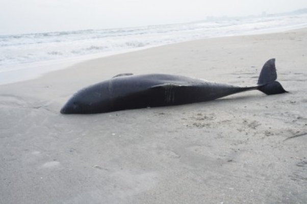 Delfin eşuat în Mamaia